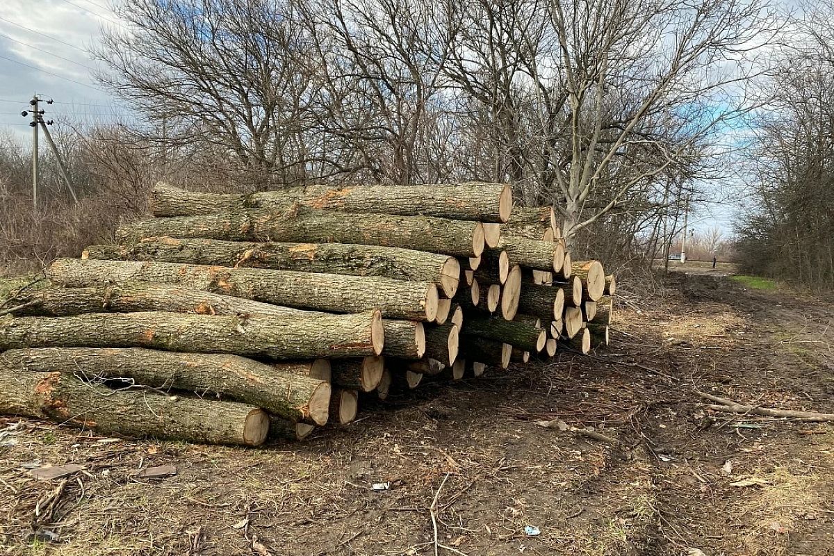 ФСБ и полиция задержали «черных лесорубов» в Краснодарском крае