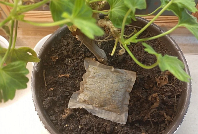 Рассада в чайных пакетиках: гениальный лайфхак для экономных садоводов