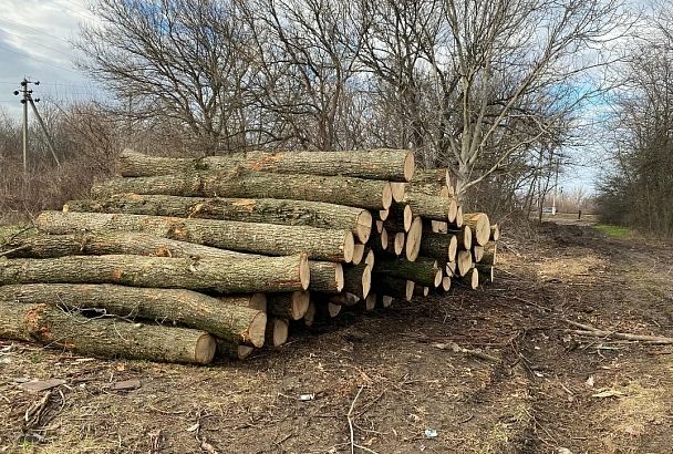 ФСБ и полиция задержали «черных лесорубов» в Краснодарском крае