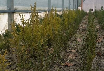 Черенкуем тую: осень – лучшее время для размножения этого хвойного растения