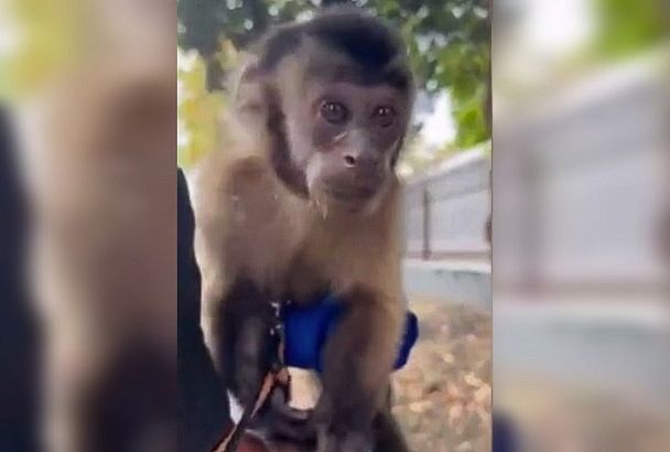Полиция забрала обезьяну у уличных фотографов в Сочи