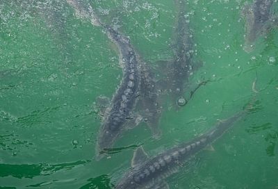 Двое кубанцев стали фигурантами уголовного дела после вылова в Азовском море 10 русских осетров