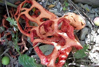 Редкие краснокнижные грибы обнаружили в заповеднике «Утриш» под Анапой