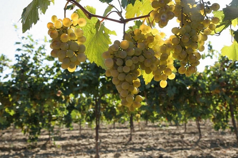 В Краснодарском крае завершена уборка винограда