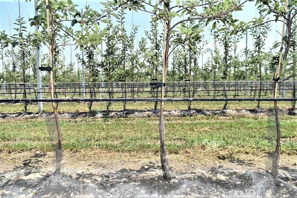 Около 90% новых высаженных садов – интенсивного и суперинтенсивного типа, с высокой плотностью посадки, когда вместо 800 саженцев на гектар высаживают до 5 тысяч саженцев. Около 90% новых высаженных садов – интенсивного и суперинтенсивного типа, с высокой плотностью посадки, когда вместо 800 саженцев на гектар высаживают до 5 тысяч саженцев.