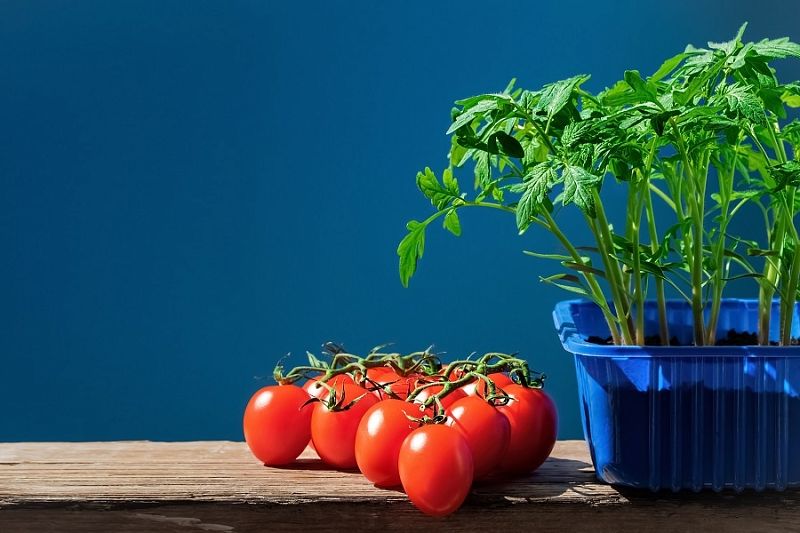 Капля йода для томатов: секрет крепкой рассады, который нужен каждому огороднику