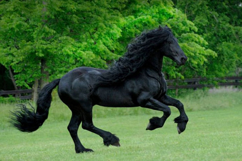 Как выглядит и каким обладает характером самый красивый конь в мире