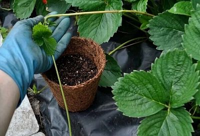 Укоренил усы июльской клубники в стаканчики — 3 недели, и корни лезут из отверстий