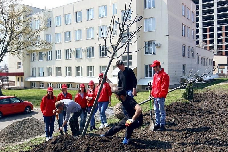 Новые деревья высадили на Аллее спорта в Краснодаре