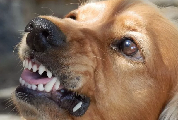 От укусов собак на Кубани за год пострадали около 13 тысяч человек