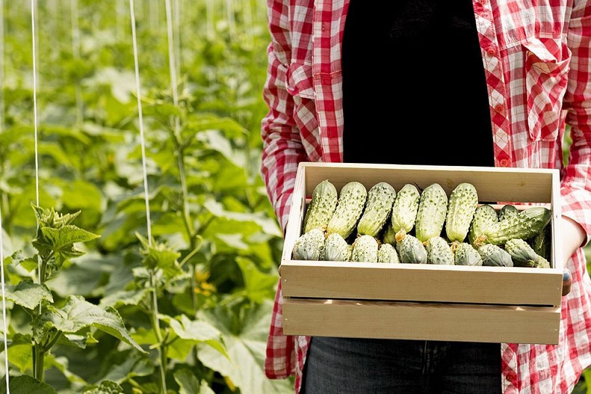 Паутинный клещ напал из-за жары: спасаем огурцы в теплице без вреда урожаю