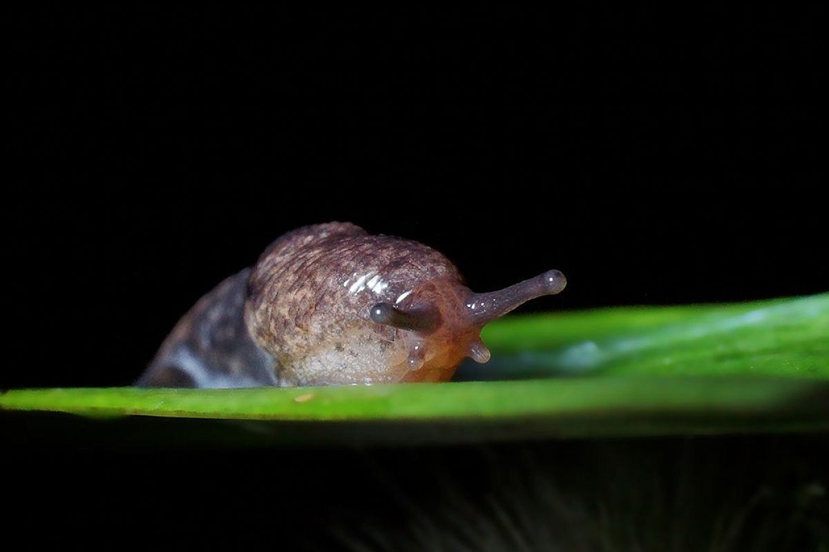 Слизни «тают» как лёд: биолог выбрала препарат с мгновенным эффектом