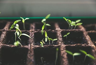 Январские морозы им нипочем: какие цветы-однолетники можно сеять на рассаду в январе