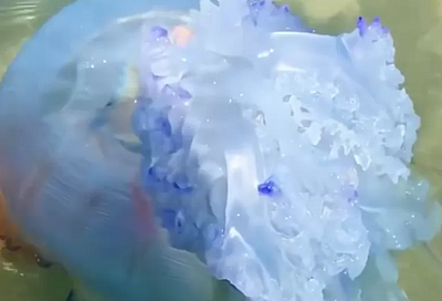 10-килограммовых медуз обнаружили ученые в Азовском море 