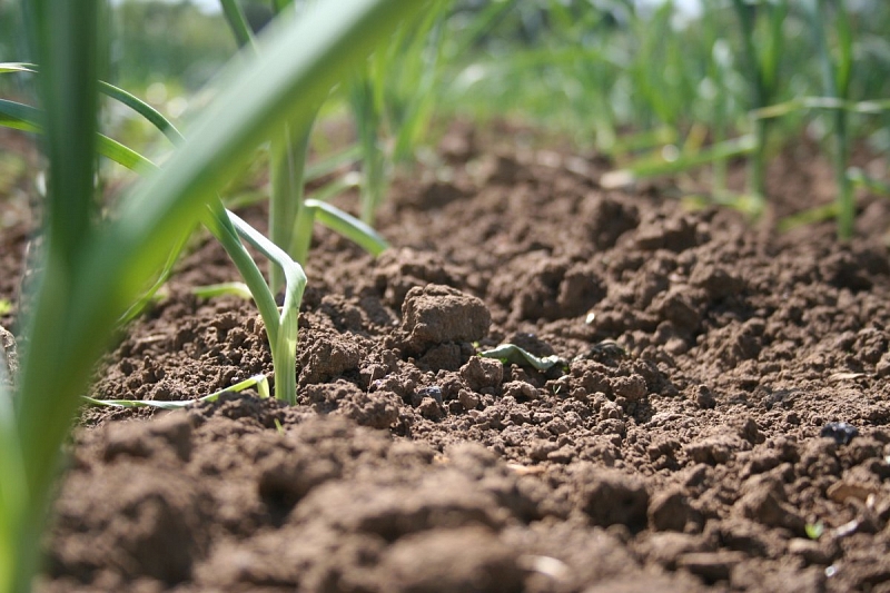 В Краснодарском крае  усилят меры для сохранения плодородия почв
