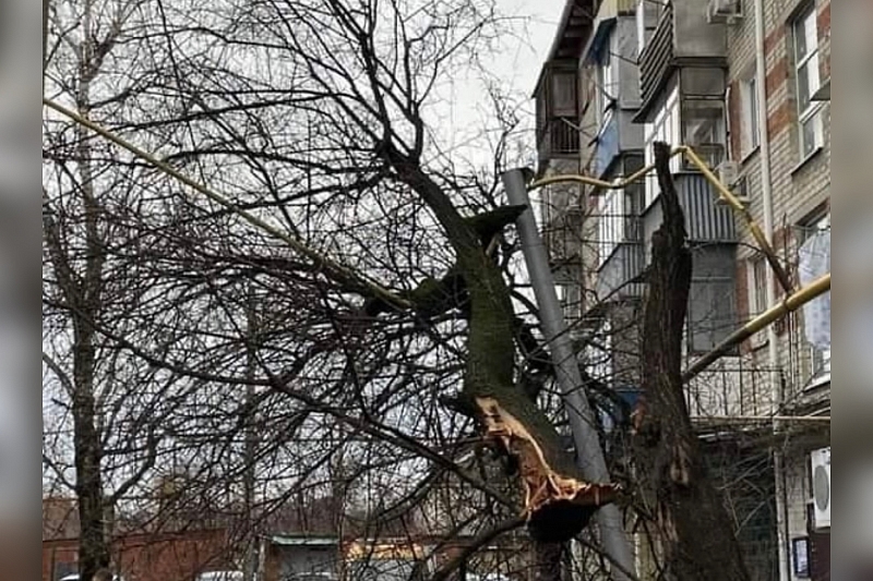 В Краснодаре из-за упавших деревьев без газа остались многоэтажки и частный сектор