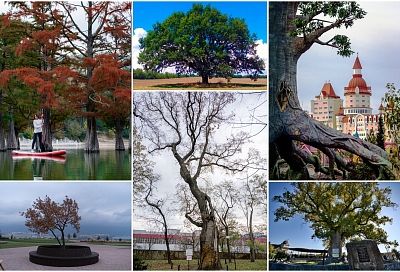 Топ-15 самых известных деревьев на Кубани