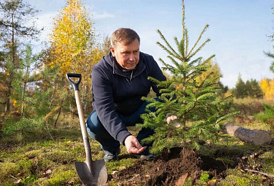 Золотые пропорции грунта для хвойных: сажайте только в такую землю, ведь елке не все подходит