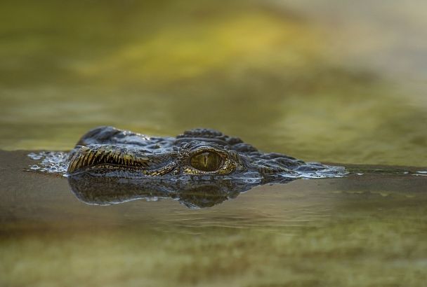 Экзотичный сувенир не дали ввезти туристу