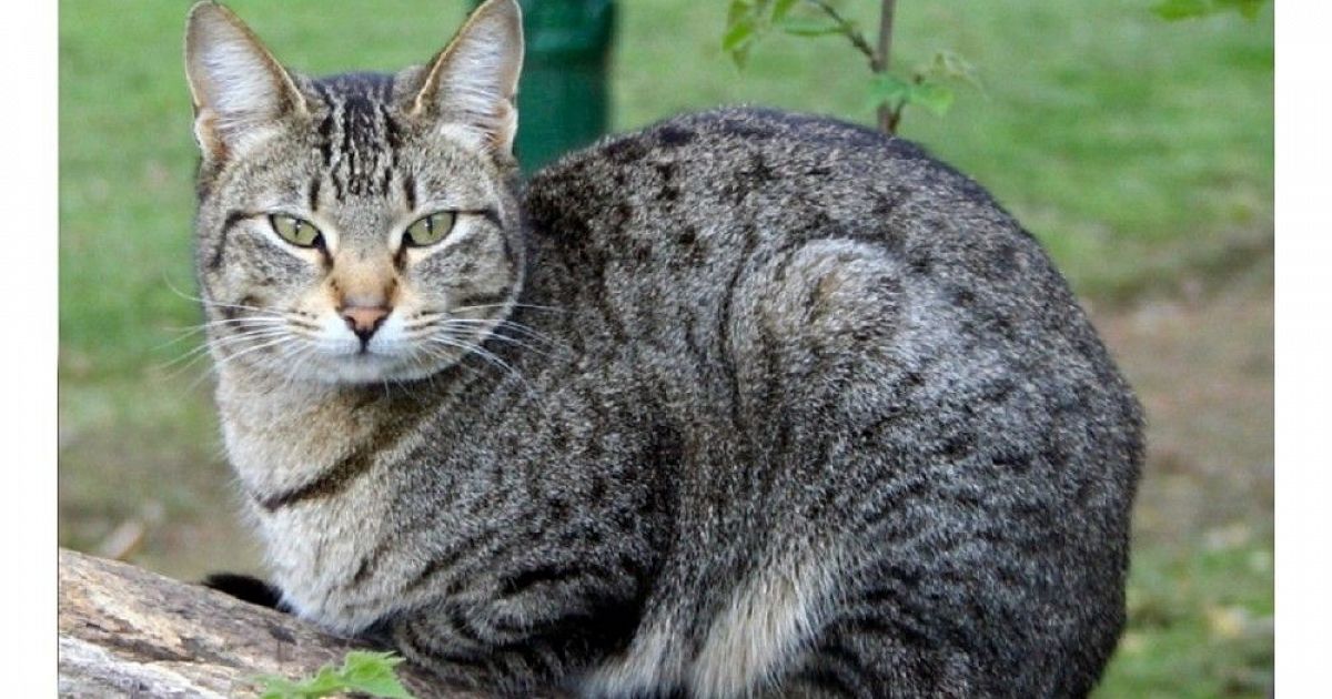 Беспородная Кошка Фото