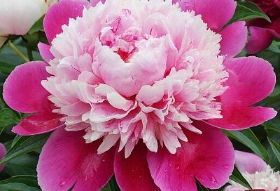 Древовидный пион - посадите один раз — и на долгие годы забудьте о нем: куст, который живет сто лет и расцветает коронами великанов