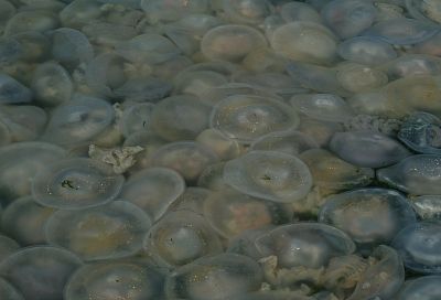 Ученые провели в Черном море исследования для проверки гипотезы о том, что биомасса медуз может быть природным фильтром