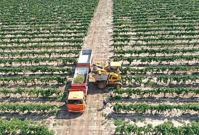 ГК «Ариант» по итогам 2021 года остается лидером отрасли по площади виноградников и объему производства