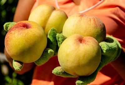 Осенний румянец: какие персики выращивают на Кубани 