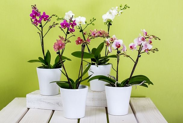 Нежная и опасная: почему эксперты не советуют выращивать орхидею в доме