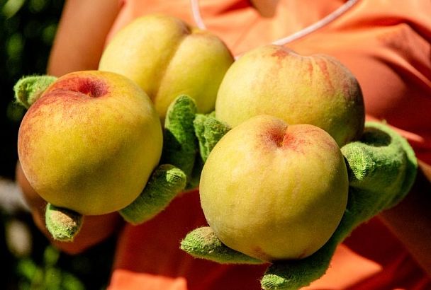 Осенний румянец: какие персики выращивают на Кубани 