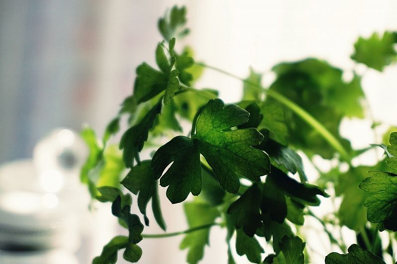 Сад на подоконнике: как вырастить зелень в домашних условиях