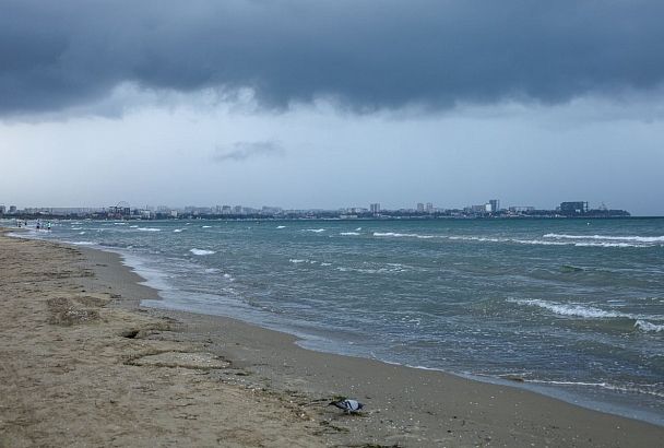 19 погибших дельфинов за месяц обнаружили на побережье Анапы