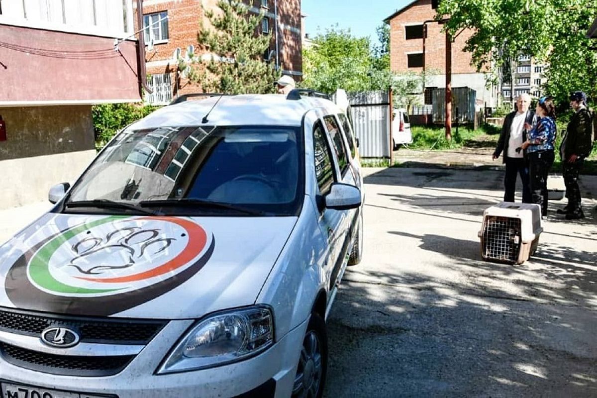 Отлов бродячих собак в Горячем Ключе стали снимать на видео