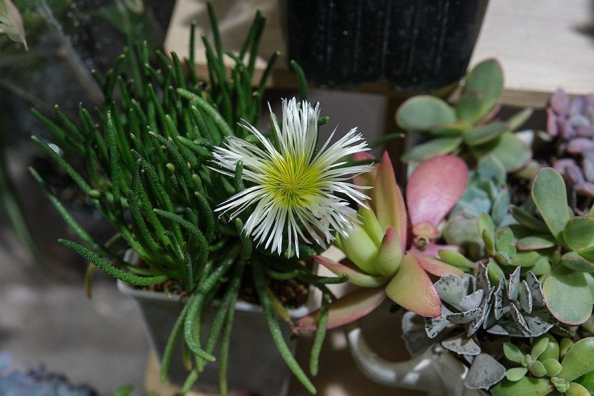 Будет искриться на солнце и долго цвести: почему коллекционеры цветов советуют посадить филлоболюс