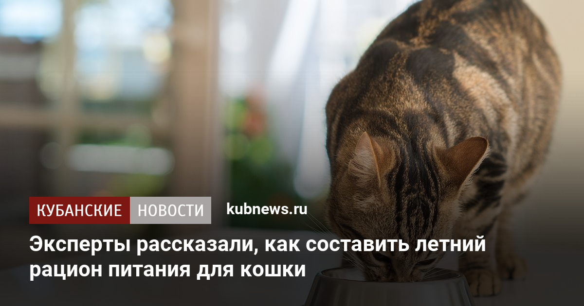 Эксперты рассказали, как составить летний рацион питания для кошки. 5 ...