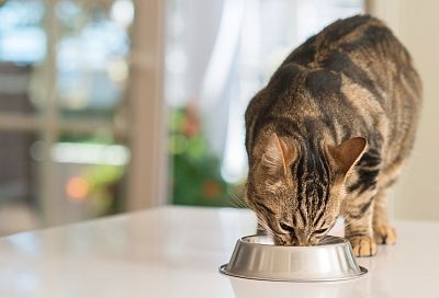 Эксперты рассказали, как составить летний рацион питания для кошки