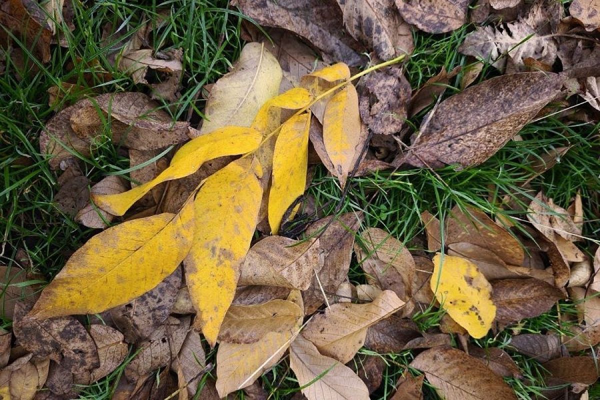 Ореховые листья в осеннем саду: не так вредны, как обычно думают, и даже могут быть полезны 