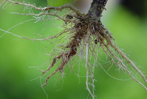 Растения тоже голодают: к чему может привести порча корней