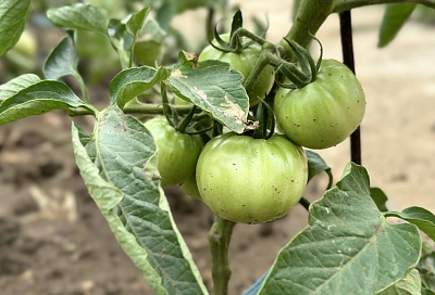 Когда нет места для севооборота: картофель на одном участке можно выращивать несколько лет