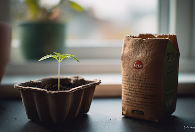 Пакеты из-под молока, кефира или кофе — отличные горшочки для рассады: делаю сама и экономлю