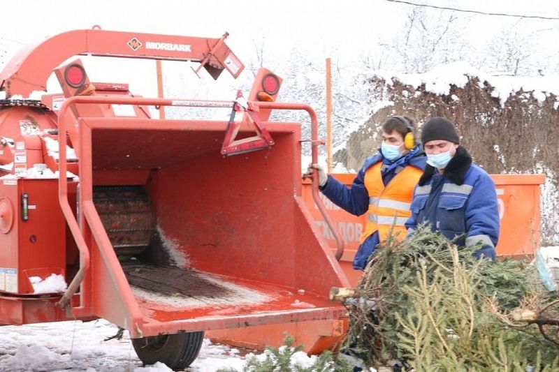 Около 100 кубометров новогодних елок утилизировали в Краснодаре 