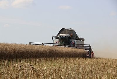 Гарант познается в поле: кубанский агросектор получает высокие намолоты и наращивает объемы переработки