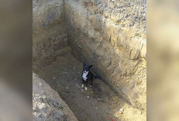 На Кубани спасли упавшего в яму для септика щенка