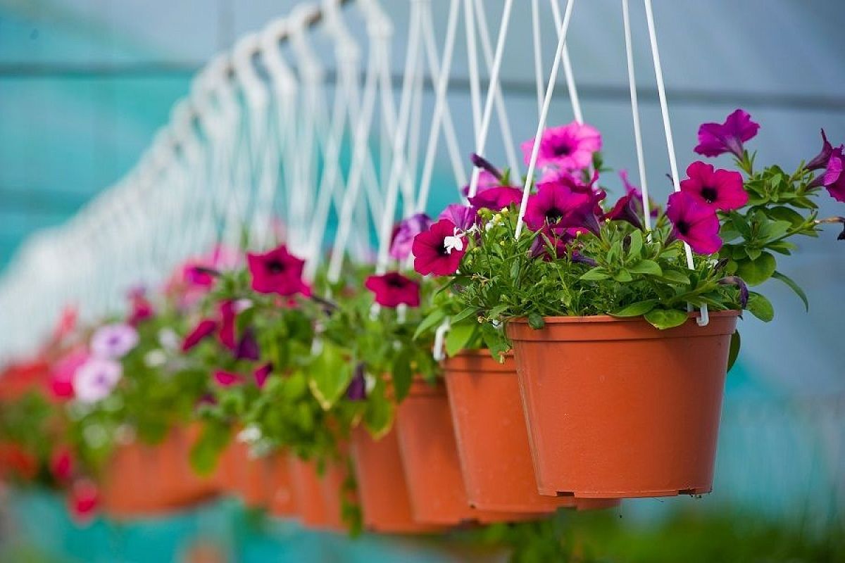 Топ-5 простых цветов, которые подходят для выращивания в подвесных кашпо