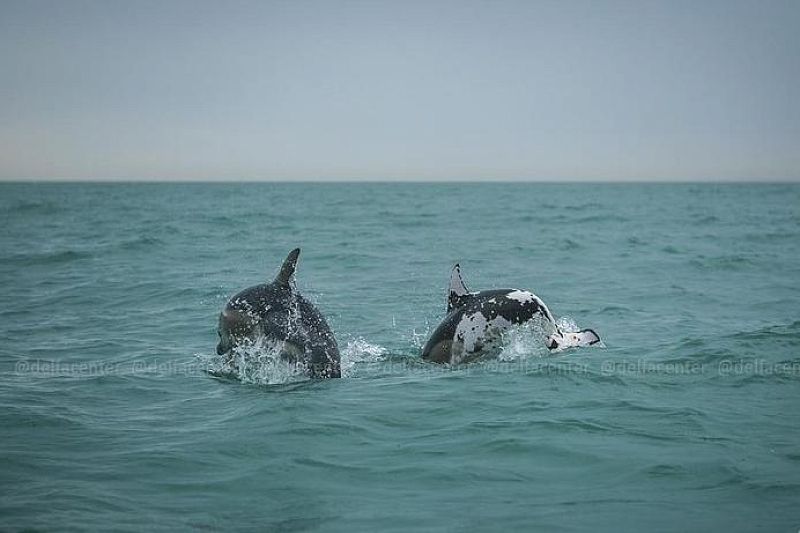 Пятнистого дельфина-белобочку заметили у берегов Сочи