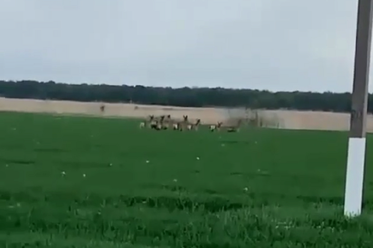 Стадо оленей снял на видео автомобилист в пригороде Славянска-на-Кубани