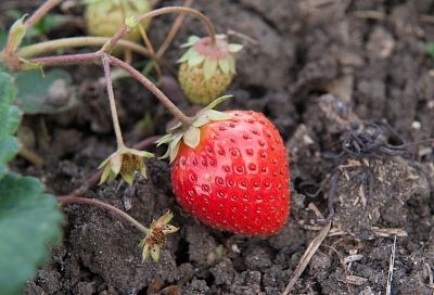 Знаю секрет, из-за которого моя клубника словно мед, а у соседей нет: почему даже переспелые ягоды бывают кислыми