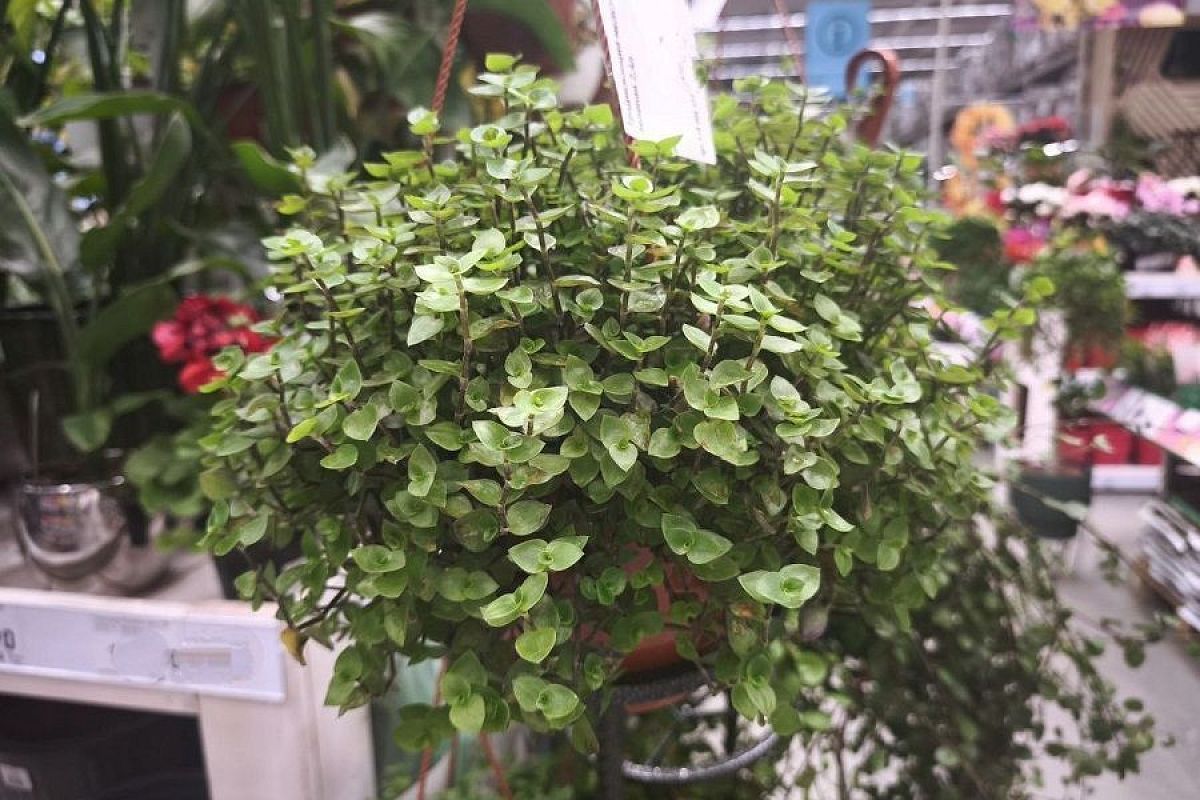 Самое неприхотливое комнатное растение – заведите его, если все другие цветы «дохнут»