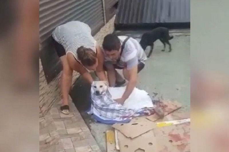 Полиция проводит проверку после избиения и гибели попавшей под машину собаки в Сочи