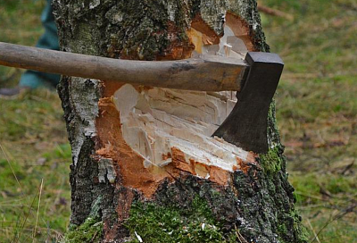 В мэрии Краснодара рассказали, как идет проверка по вырубке деревьев на Николаевском бульваре